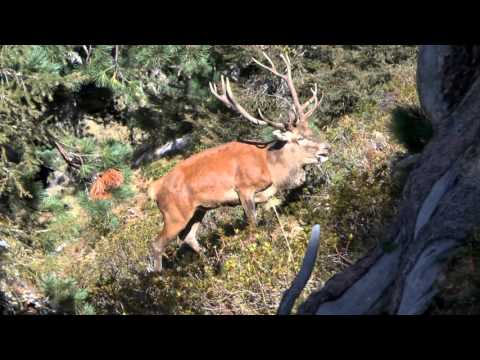 Hirschbrunft in den Zillertaler Alpen