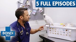 Bondi Vet Season 10: The Ultimate Full Episode Marathon!