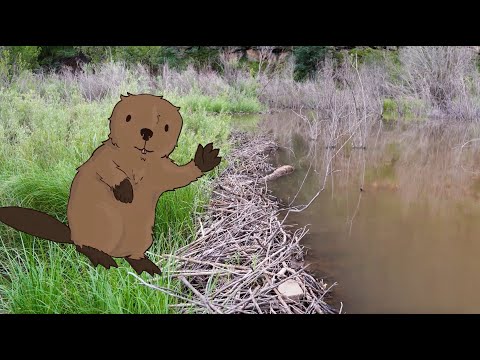 Wild Vermejo | What in the world is a riparian ecosystem?