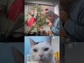 Monkey Chippy chippy chupa chupa. #cat #cats #explore #music #shorts