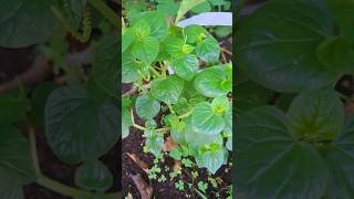 Download lagu Benefits of Chinese betel plant for health mp3 Download lagu Benefits of Chinese betel plant for health mp3