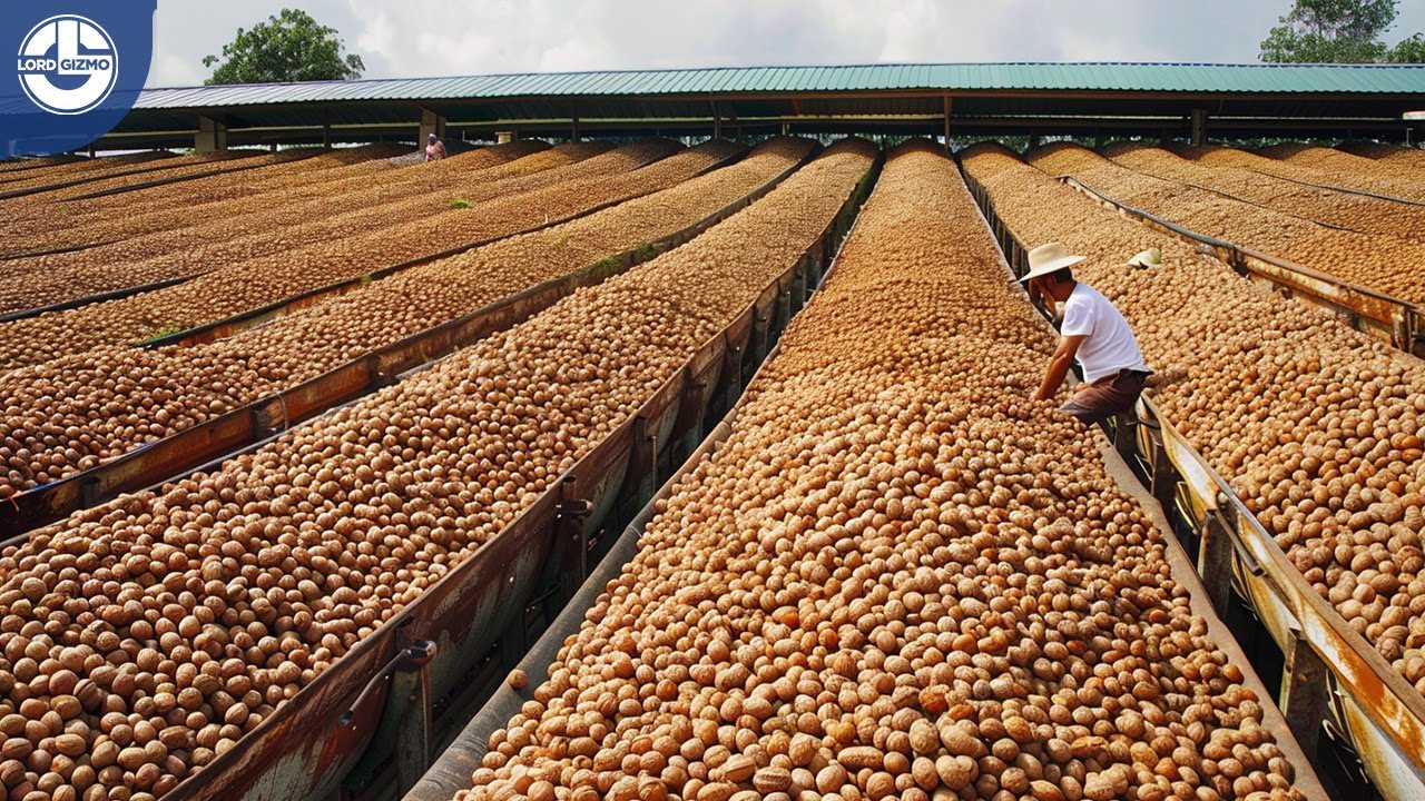 Harvesting MILLIONS Tons of Walnuts For Global Food Supply | Mega Food Factory