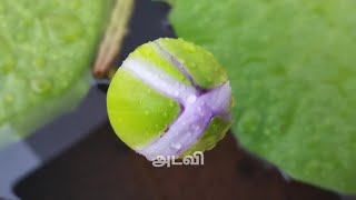 Download lagu மழையில் மலர்கள் | Rain & blooms #adaviofficial @adaviofficialTamil  mp3 Download lagu மழையில் மலர்கள் | Rain & blooms #adaviofficial @adaviofficialTamil  mp3