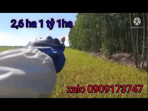 26000m2 đất lúa chưa qua đầu tư giá rẻ nhất khu vực