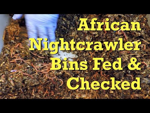 Depopulated ANC nursery's 1st week foraging & adult worm bin fed - vermicompost
