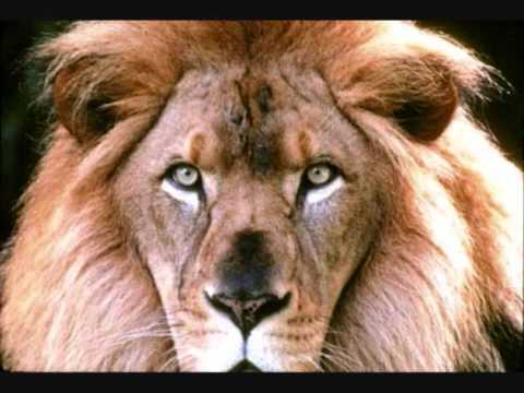 Disciples meet the Rootsman - Roadblock