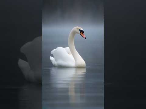 Labutí - Lucie Vondráčková