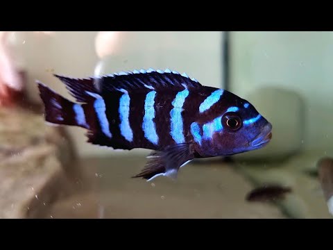 Chindongo Demasoni. How to never fail. #aquarium #africancichlids #cichlids