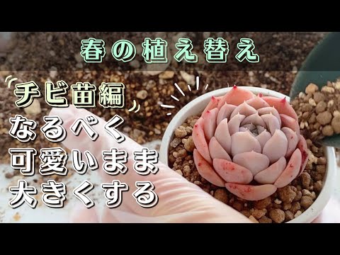 この春、多肉植物の植え替えはいつ頃できるでしょうか？植え替えを成功させるための重要なステップ  庭園
