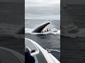 Whale Jumps Out Of Water And Capsizes Yacht Boat ️ Eat The Boat And The People Whale Yacht