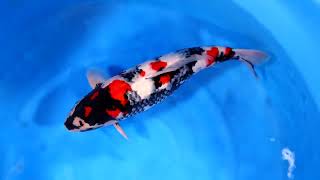 video van Showa SH-NA24-1037