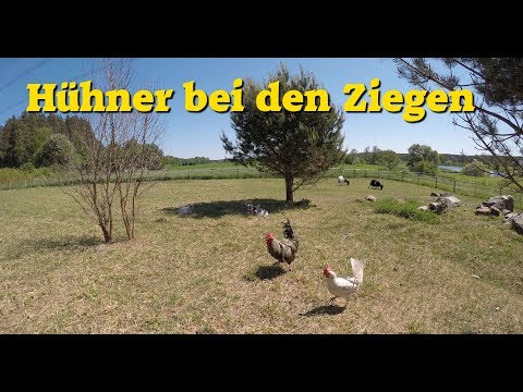 , title : 'Experiment Tier-WG: Hühner im Ziegenstall - Ziegen im Hühnerstall'