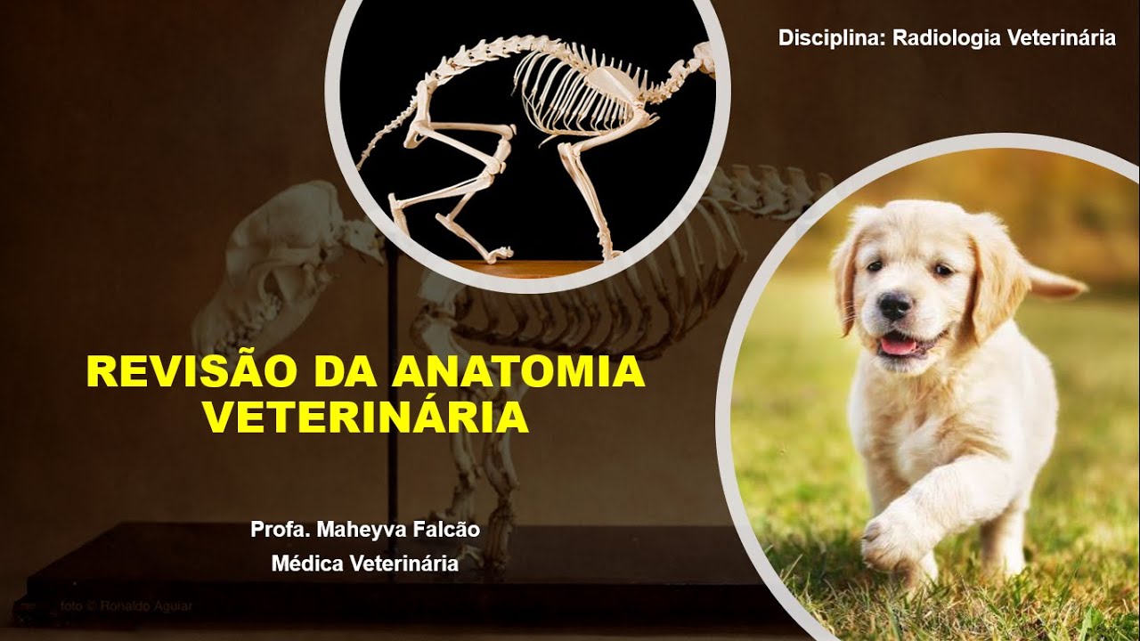 2ª Aula Radiologia Veterinária - Revisão da anatomia veterinária