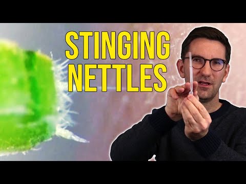 <p>The leaves of stinging nettles are covered in 'pipette-like' stingers which penetrate the skin on contact and deposit a small amount of poison. The 'pipette-like' design means that almost all of the poison contained in the stinger can be injected at once if sufficient force is applied to bend the stinger to an angle of 90 degrees. This is demonstrated in laboratory experiments conducted by Kaare Jensen at the Technical University of Denmark.</p>
