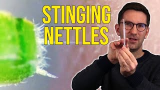How do Stinging Nettles Inject Poison?