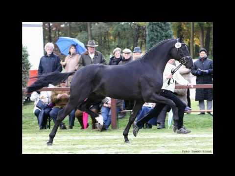 www.reitschule-sandbrink.de Hanoverian Premium Stallion Desperados - Rotspon licensed in Verden 2010