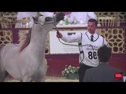 N.86 RB GHAZI - 2019 Qatar Int. Peninsula show - Colts 2 years old (Class 5)