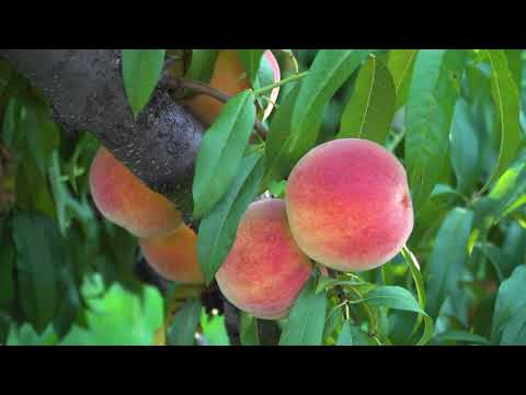 Brend moga sela ep. 37 28.08.2020. NAJAVA