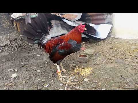 Lemon Sweater Gull @4months Small breed