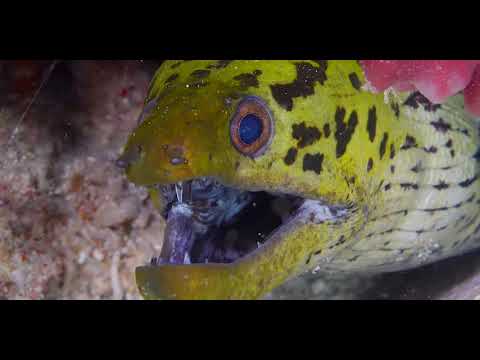 19 Eels - scuba diving video