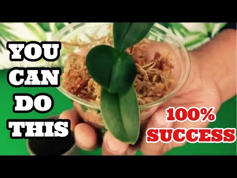 Sick Dehydrated and Rootless Phalaenopsis UPdate