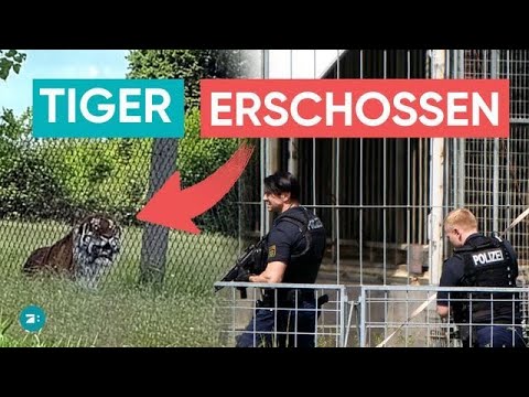 Video Thumbnail: Drama in Leipzig: Entlaufener Tiger von Polizei erschossen