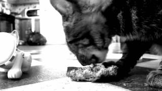 Omar Rodriguez Lopez: here the tame go by