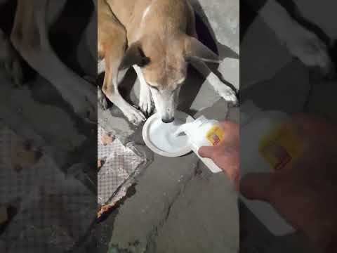 Helping street dogs on 26 October 2022 near college campus