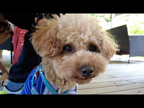 プードルとかプードルとか