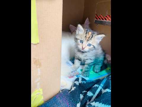Masallah amr kala manik #cat #catlover #viralvideo #reels #foryou