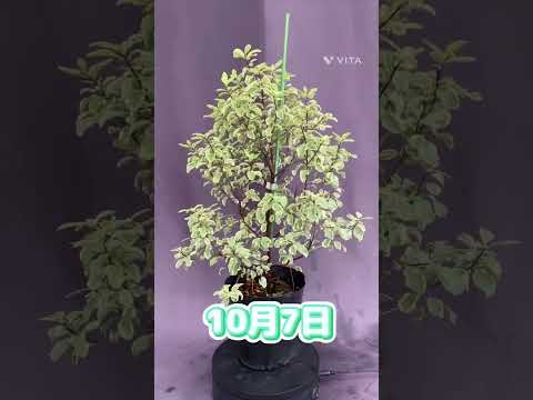 低木ベロニカ、ヘベ 植物