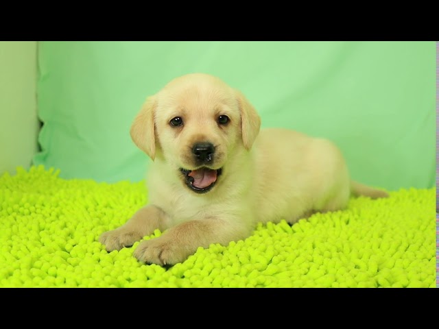 ブリーダー/ショップマロニエケンネル　MARRONNIER KENNELのラブラドール・レトリーバーで番号が2811です