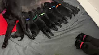 Video preview image #5 Labrador Retriever Puppy For Sale in CHARLESTON, WV, USA