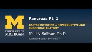 Endocrine System: Pancreas Pt.1