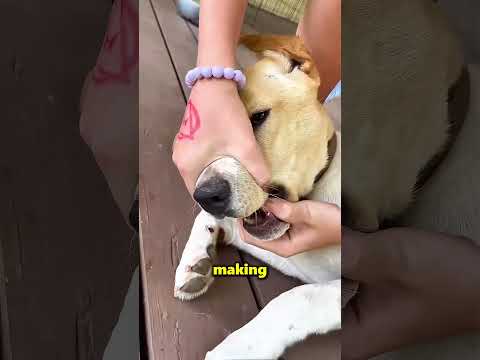 Dogs Really Love Playing With Cicadas 😮