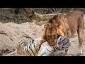 8 Times Wild Animals Surrounds Its Prey So It Can't Escape