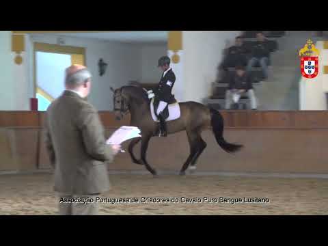 220128 6 Mustang Plus - Aprovação de Garanhões