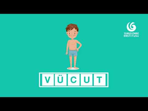 Türkçe Kelime Hazinem 26 - Organlar