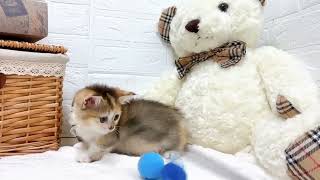 マンチカンの動画02