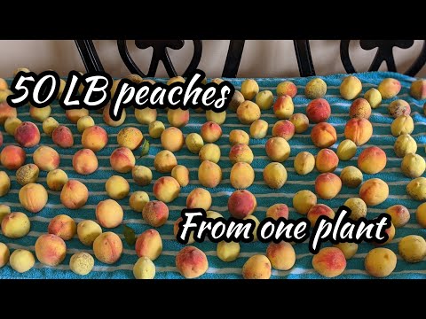 , title : '50 lb Peach harvest from one plant | How to Ripen Peaches inside the house | Peaches'