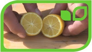 Limequats: Ernten und degustieren