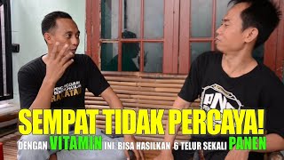 Download lagu TERNAK MURAI BATU : Sempat Tidak Percaya! Vitamin ini bikin Indukan bertelur Dahsyat mp3 Download lagu TERNAK MURAI BATU : Sempat Tidak Percaya! Vitamin ini bikin Indukan bertelur Dahsyat mp3