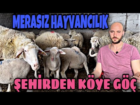 KAPALI SİSTEM KOYUNCULUK PARA KAZANDIRIR MI ? KASAPLIK KUZU BAKMAK