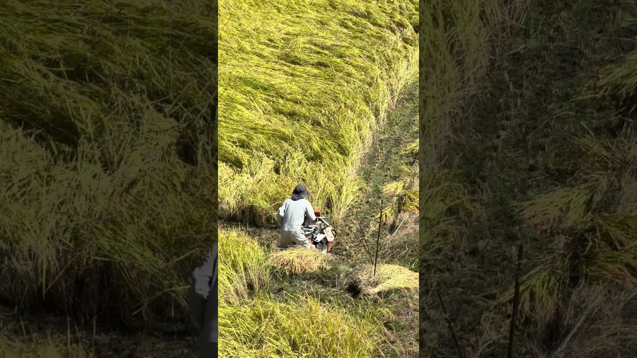 Japanese Rice Harvester in Action #food