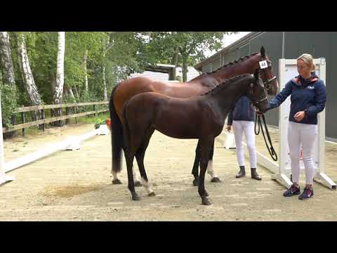 44 FÜRST DIOR X DON ROMANTIC