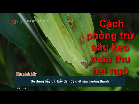 , title : 'Cách phòng trừ sâu keo mùa thu hại ngô'