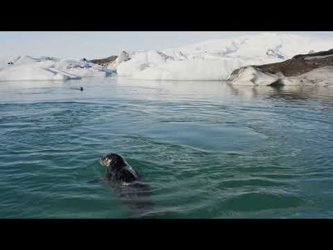 Seals in their natural habitat  - Amazing ICELAND in 4K UHD - Aerial Drone Footage