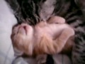 Cutest Kitten Video Ever (jedovata zmija) - Známka: 1, váha: velká