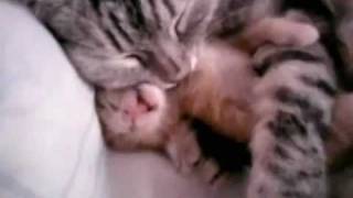 Cat mom hugs baby kitten