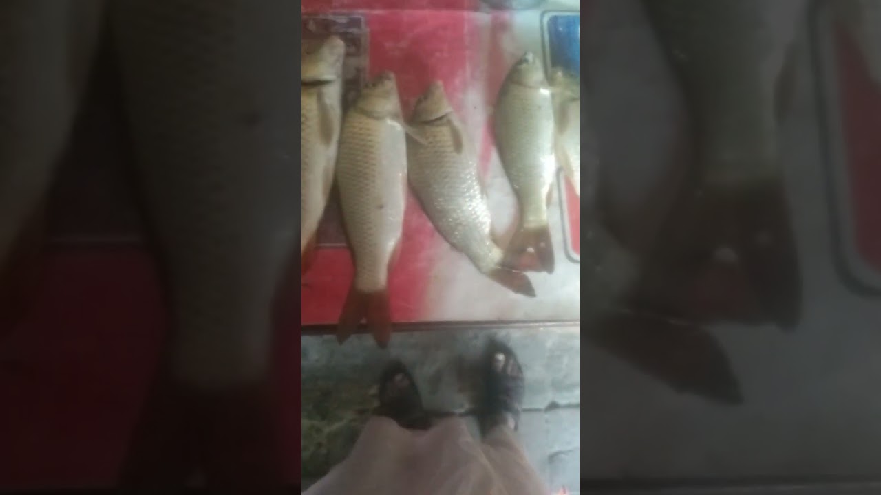 fishing 🎣 hunting day 😉#naat#subanallaha